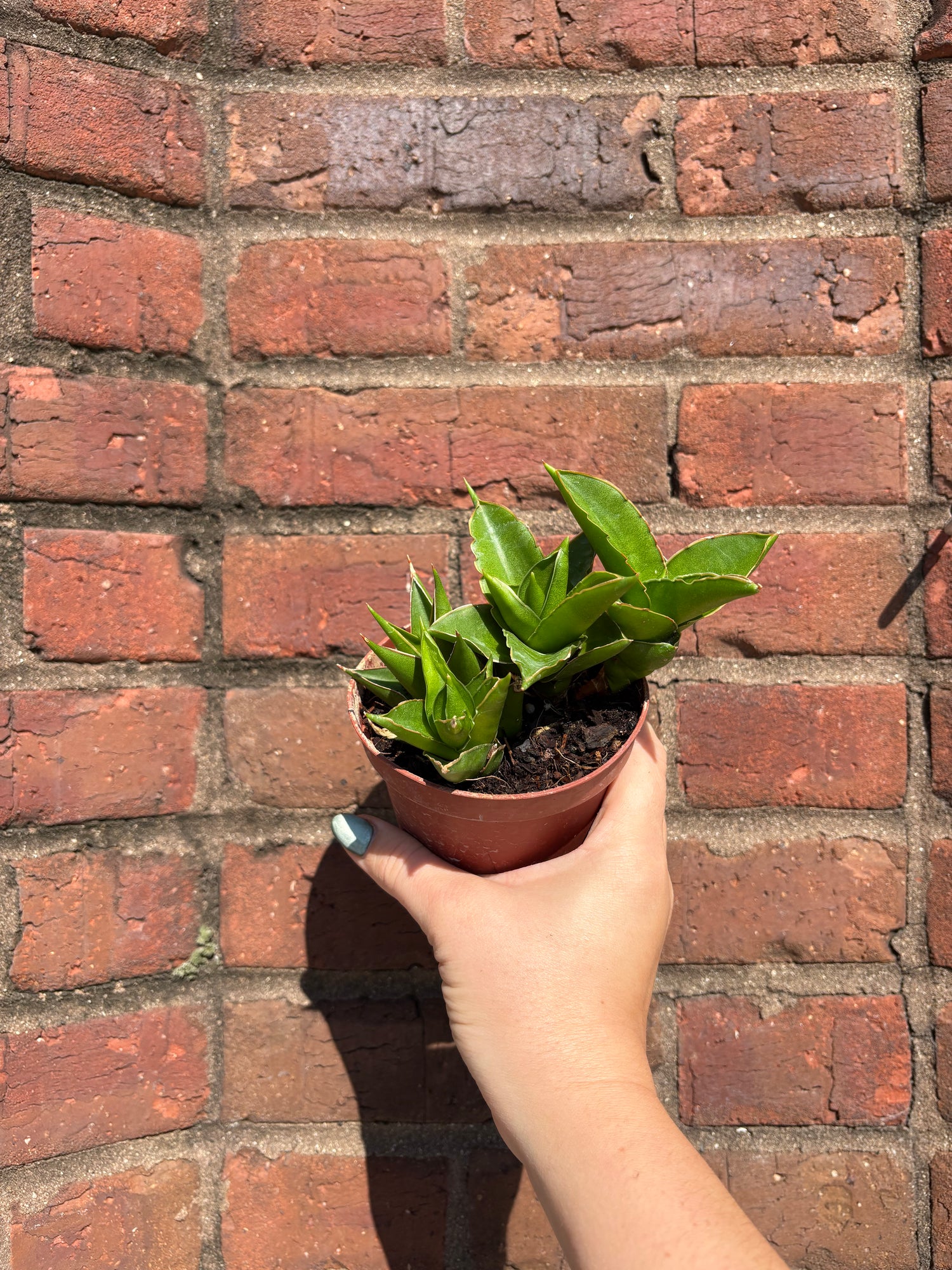 Sansevieria &