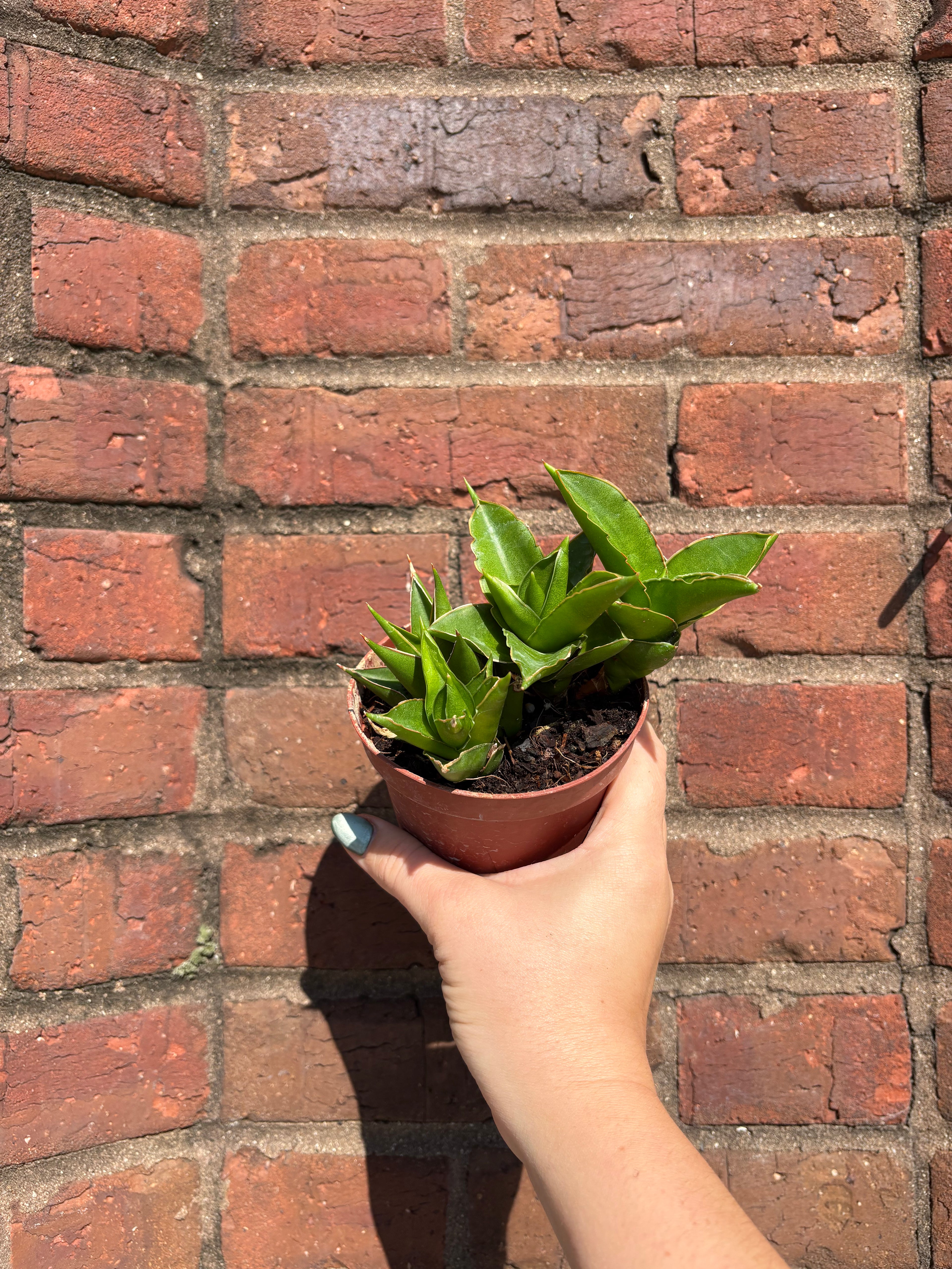 Sansevieria &
