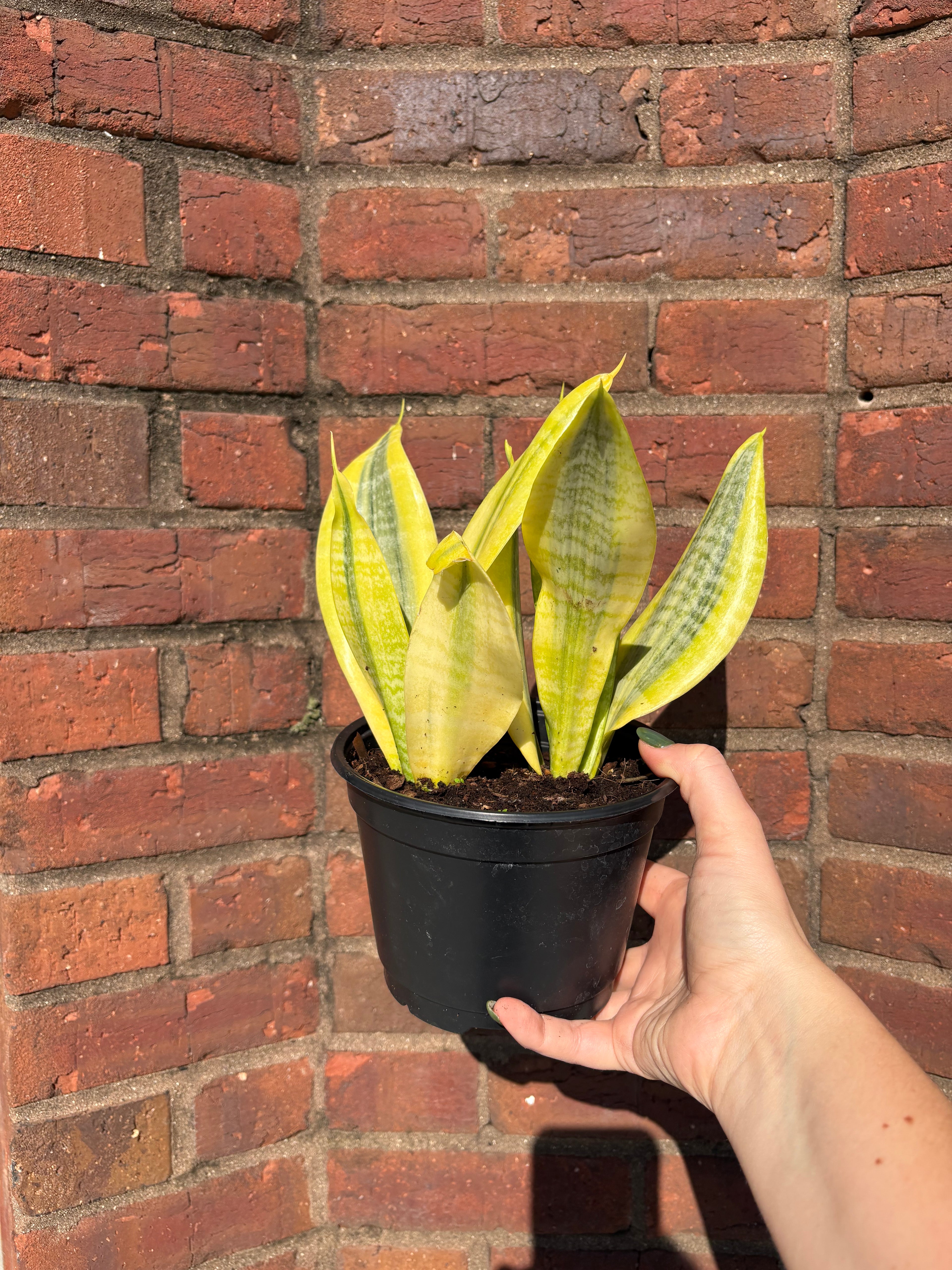 Dracaena trifasciata &