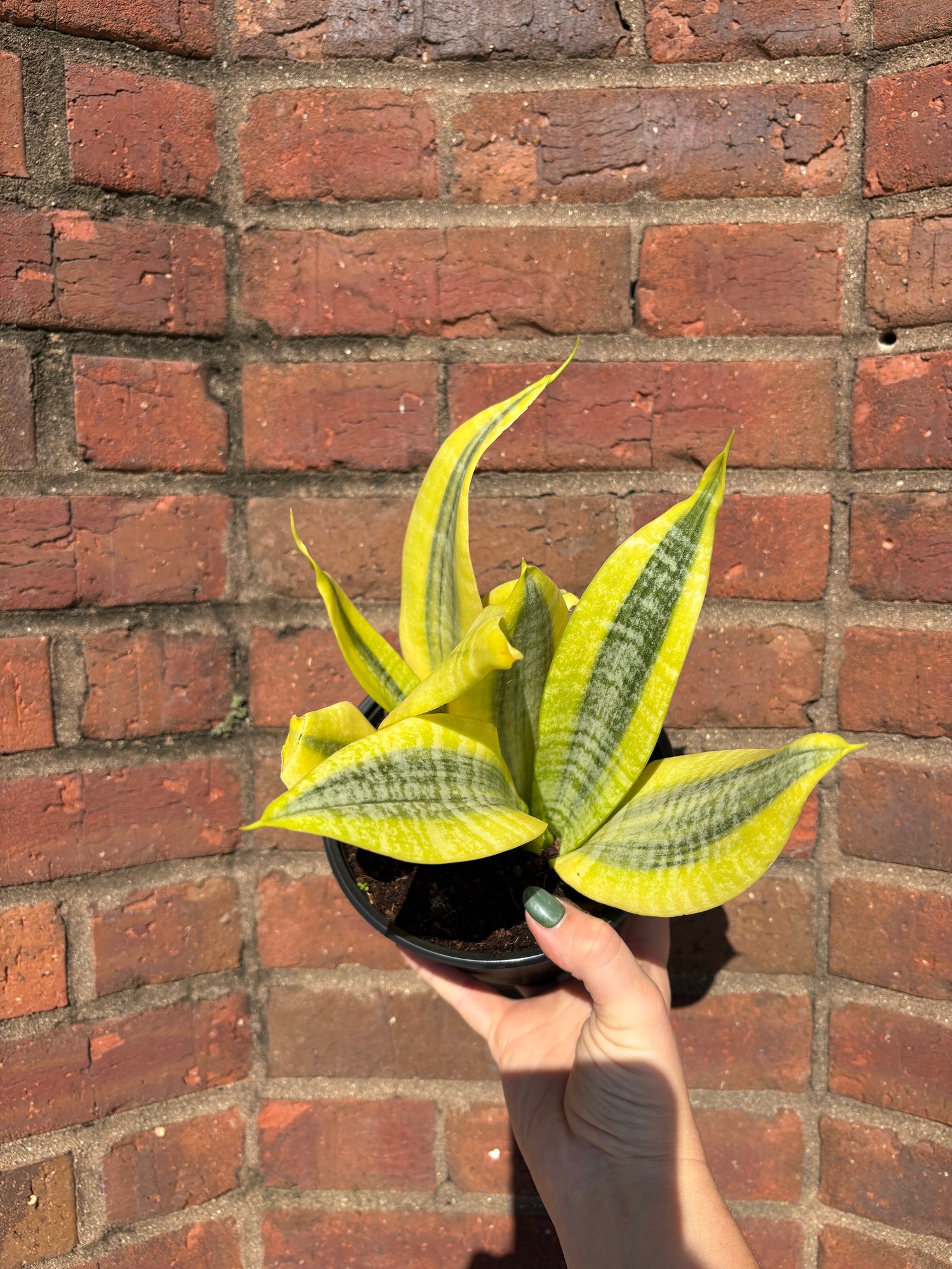 Dracaena trifasciata &