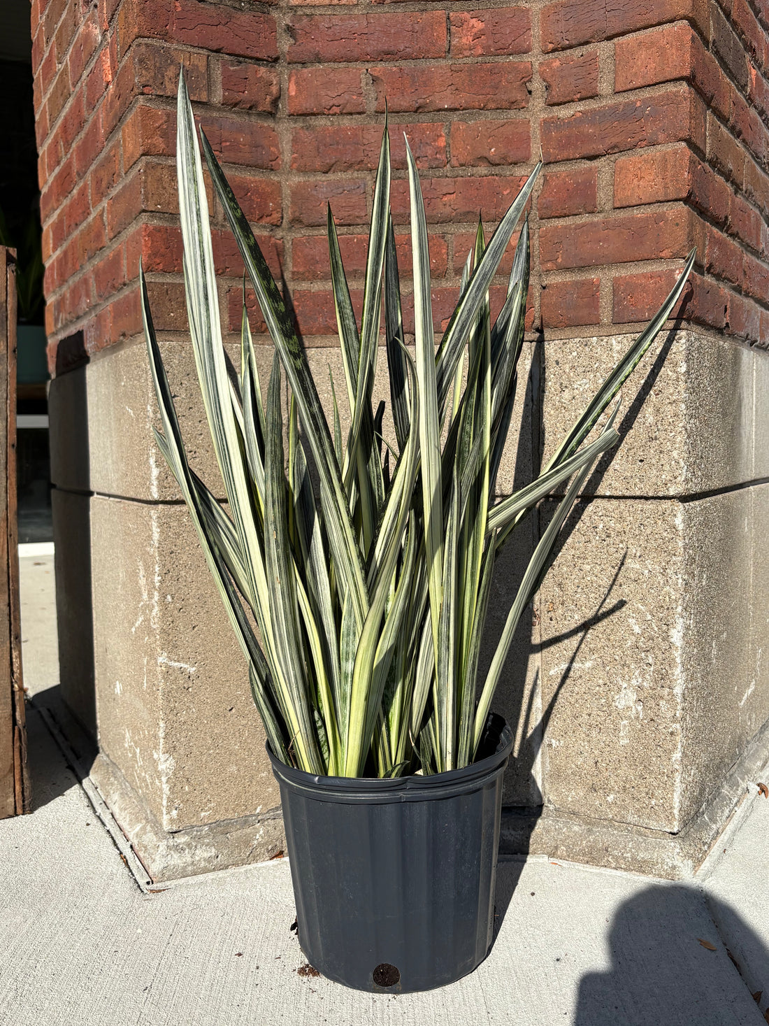 Dracaena trifasciata &