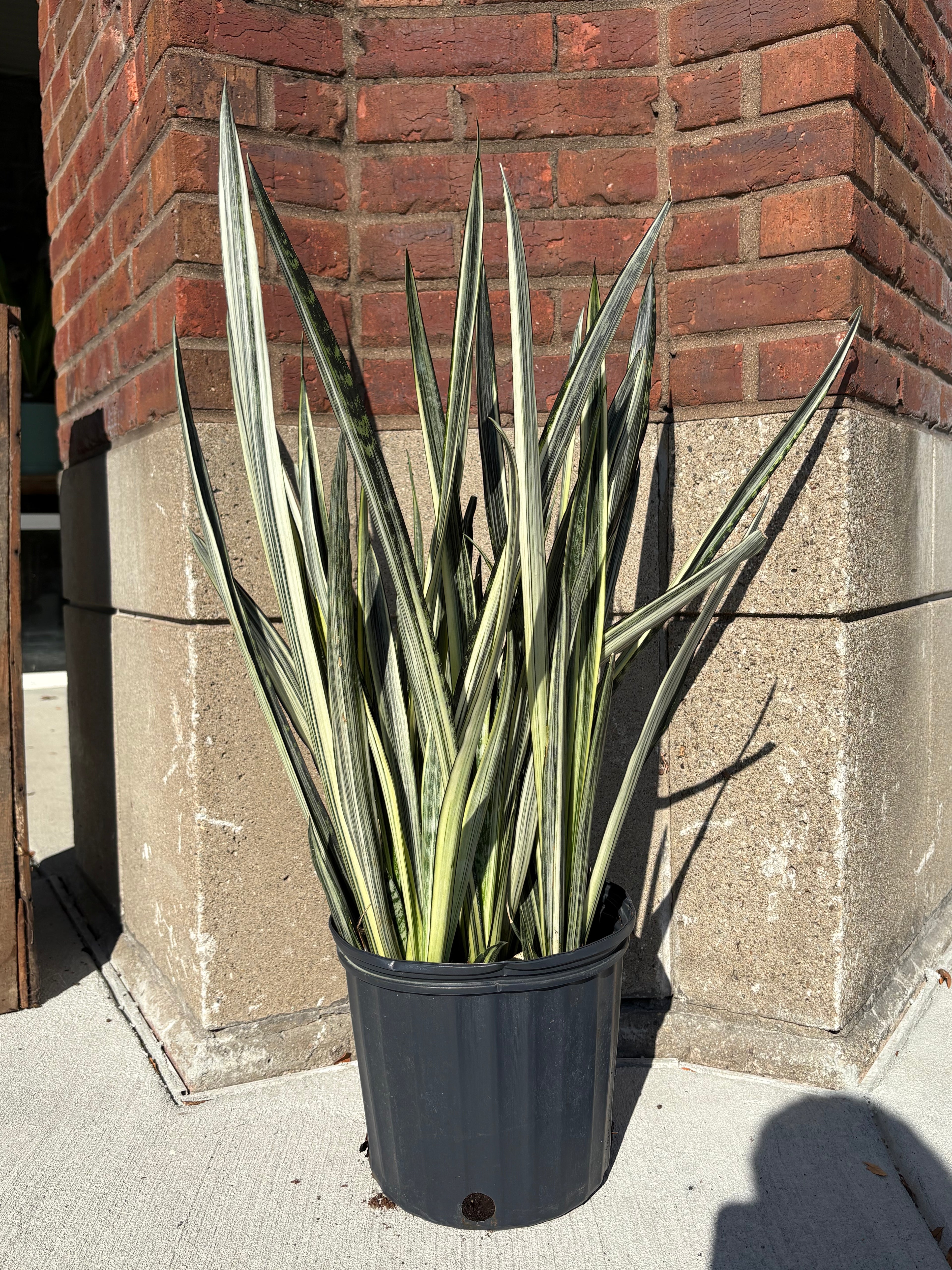 Dracaena trifasciata &