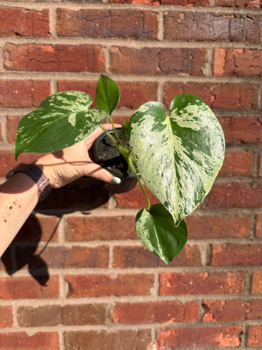 Monstera &