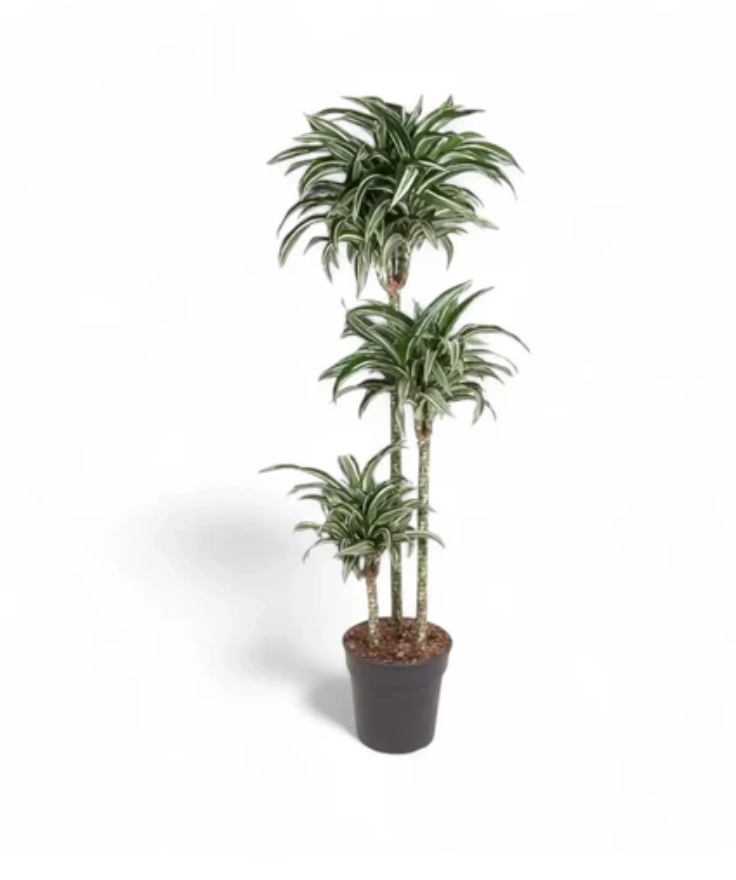 Dracaena Fragrans &