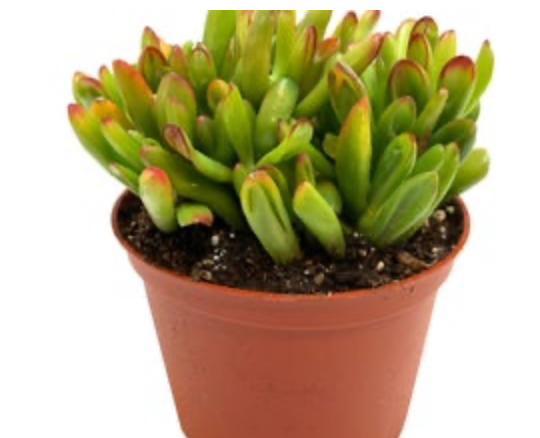 Crassula Ovata &