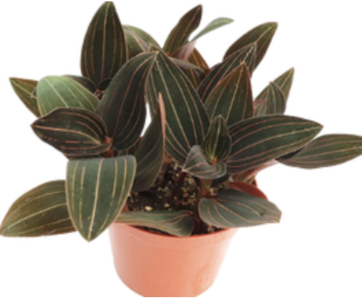 Ludisia discolor | Jewel Orchid