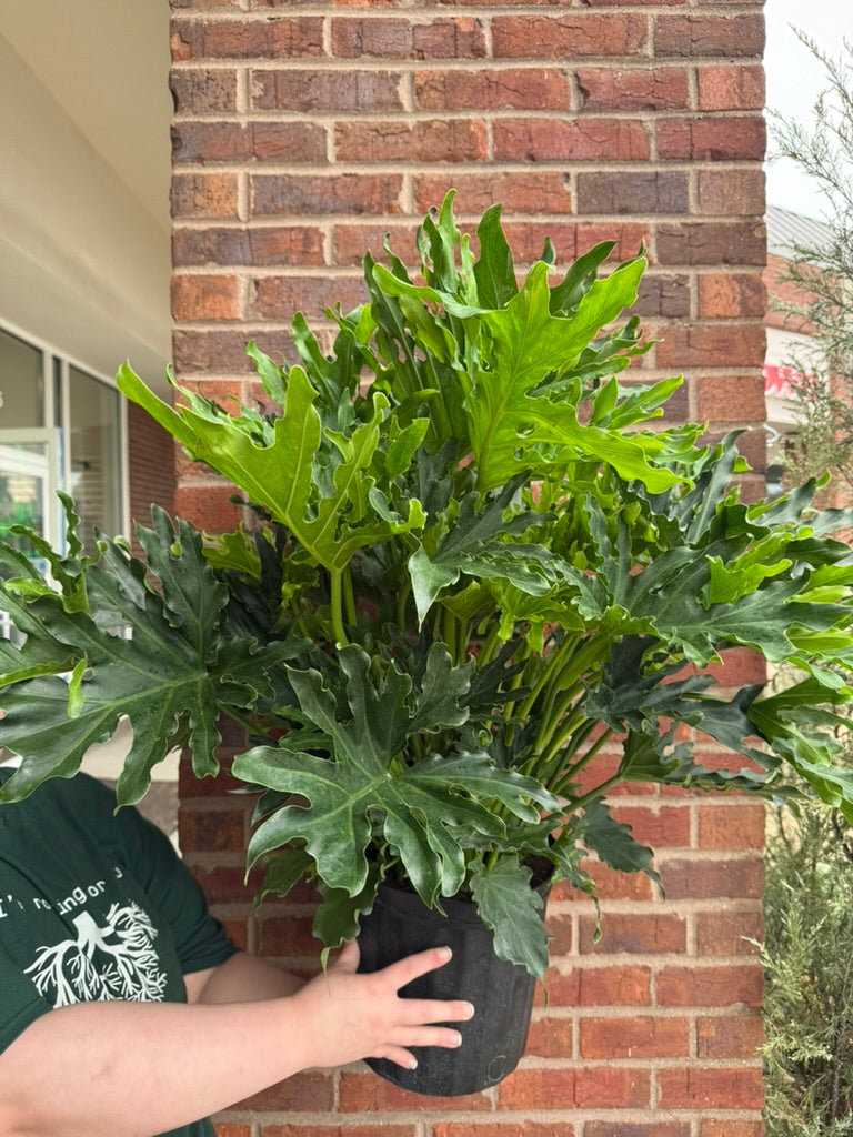 Philodendron &