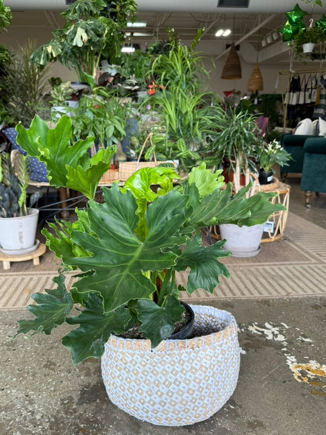 Philodendron &