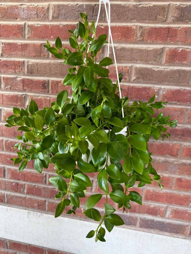 Aeschynanthus radicans &