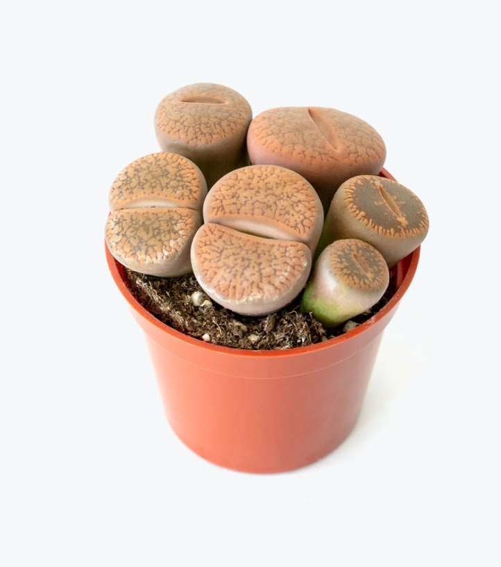 Lithops | Living Stones