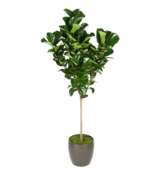 Ficus lyrata &