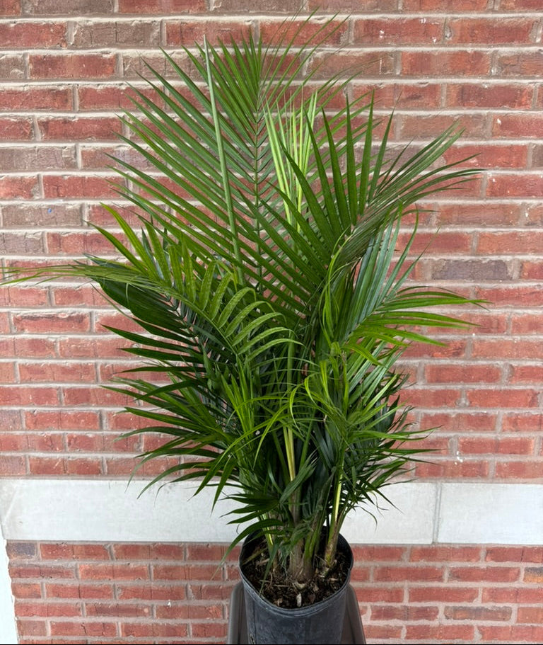 Chamaedorea cataractarum &