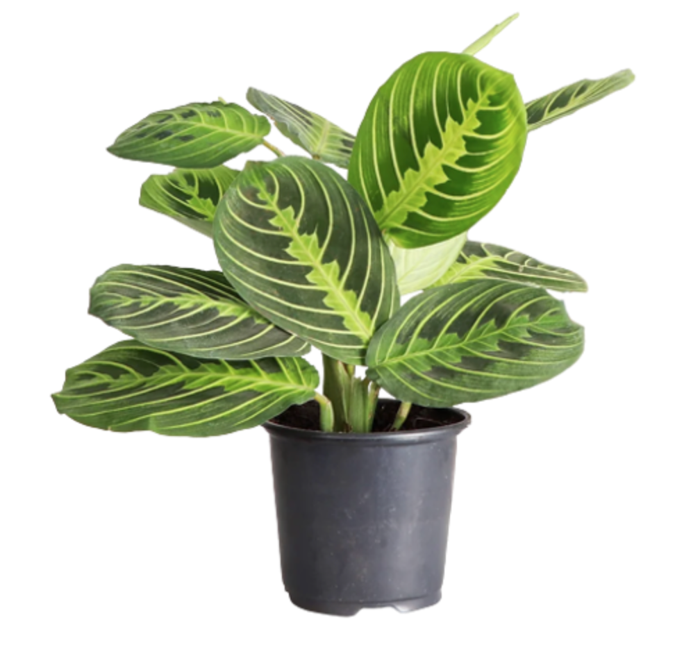 Maranta leuconeura &