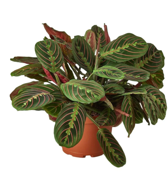Maranta leuconeura &