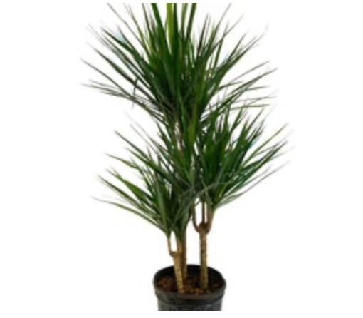 Dracaena Marginata &