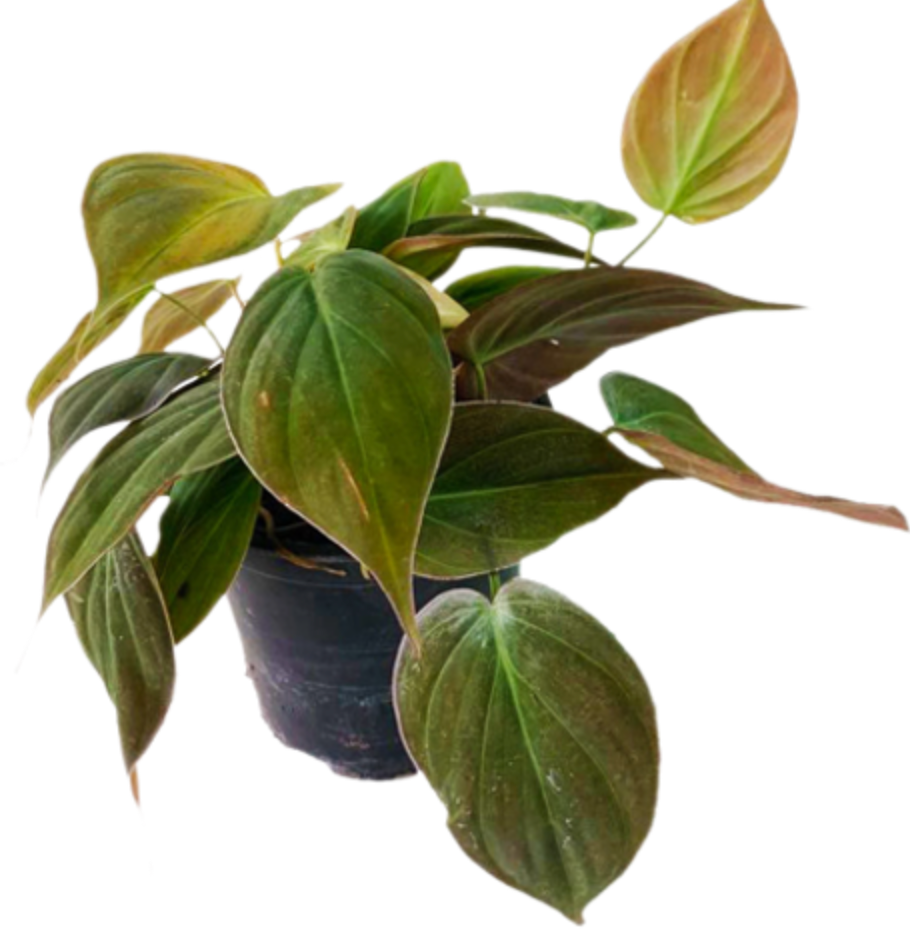 Philodendron Micans | Velvet Leaf
