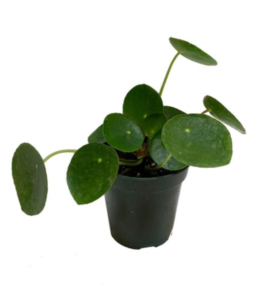 Pilea Peperomioides | Chinese Money Plant