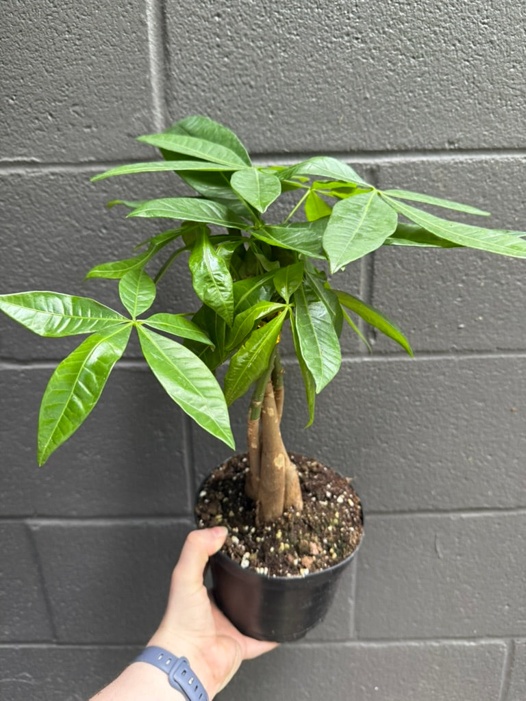 Pachira Aquatica | Money Tree
