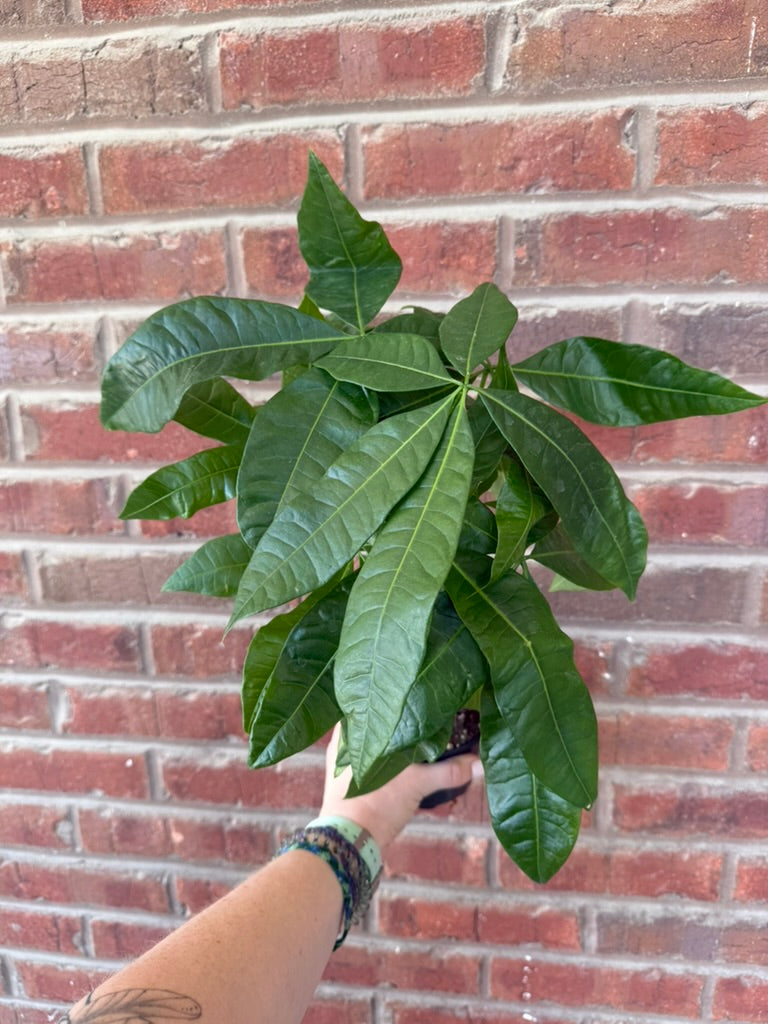 Pachira Aquatica | Money Tree