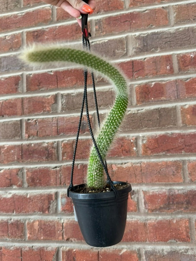 Monkey Tail Cactus