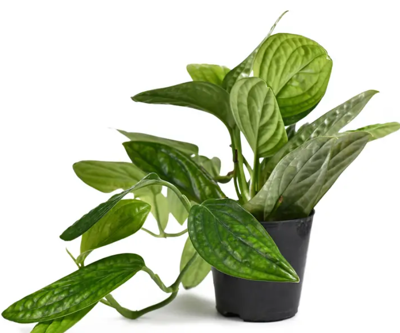 Monstera karstenianum &