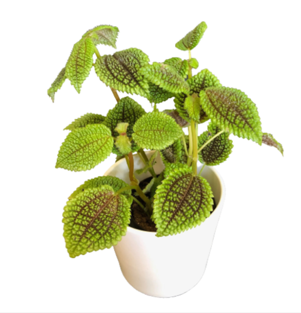 Pilea mollis &