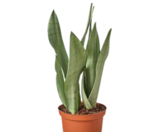 Dracaena trifasciata &