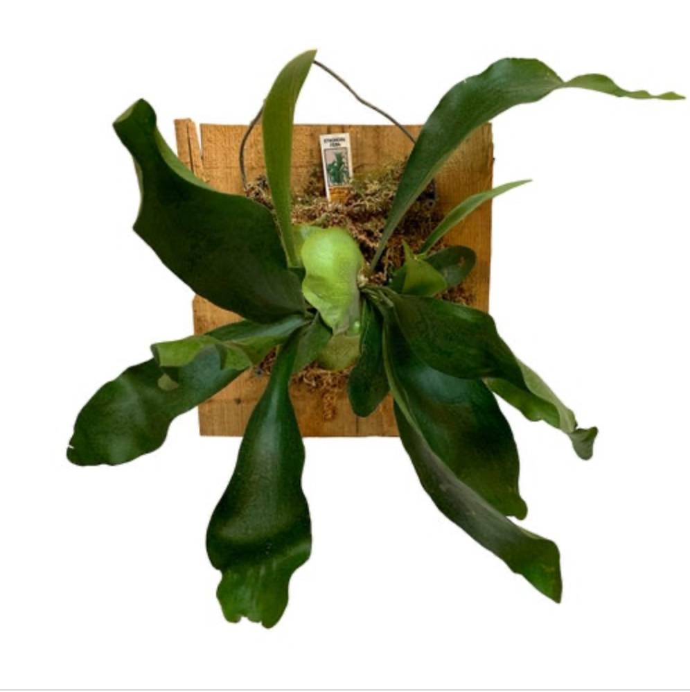Platycerium Bifurcatum | Mounted Staghorn Fern