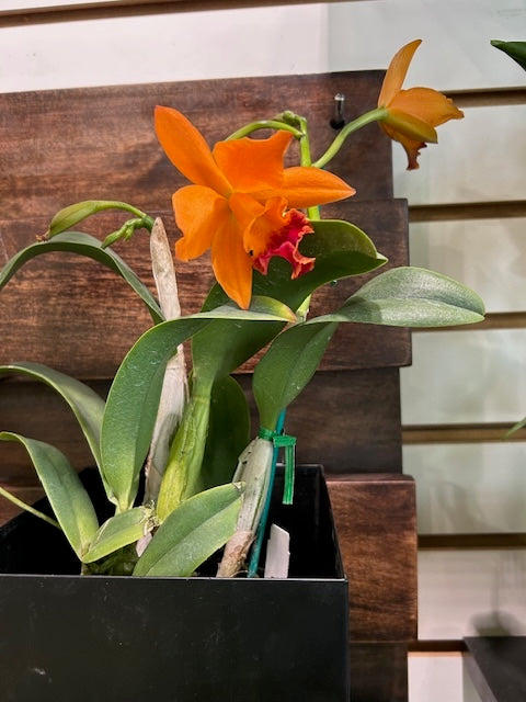 Orchid 101 Workshop