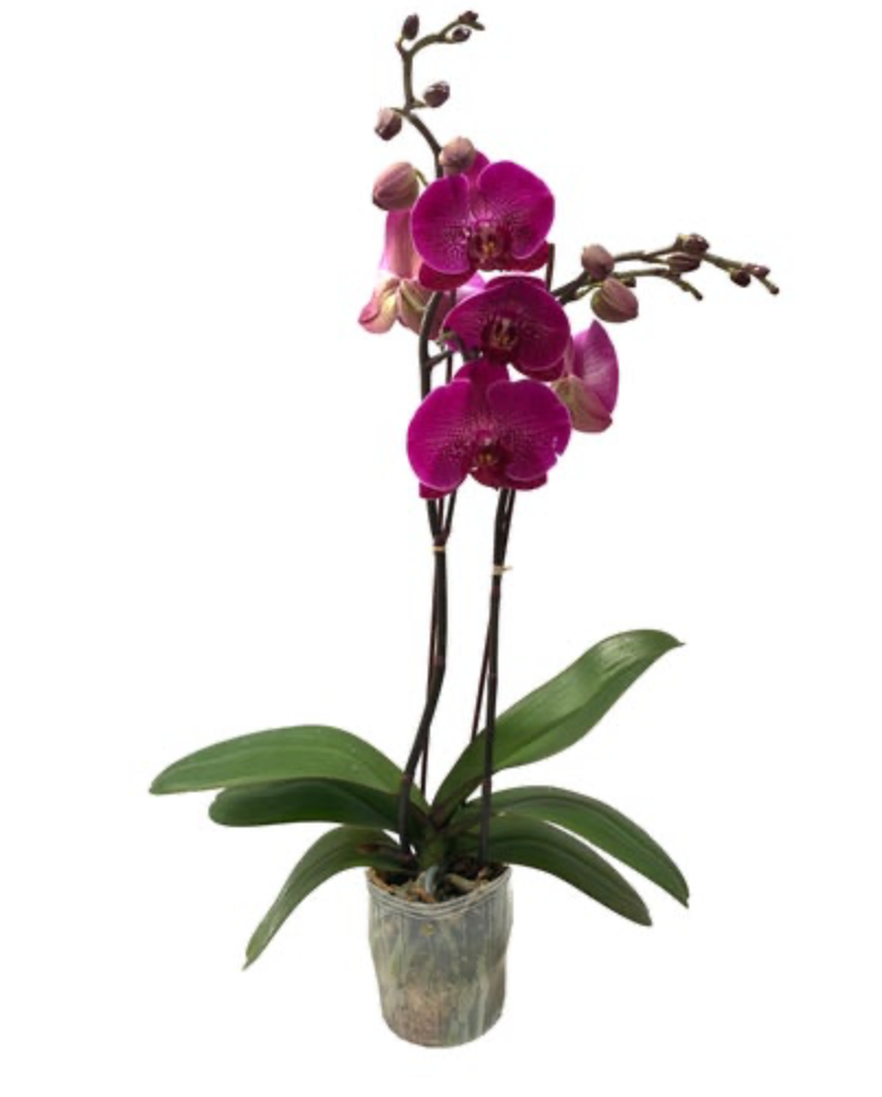 Phalaenopsis | Moth Orchid