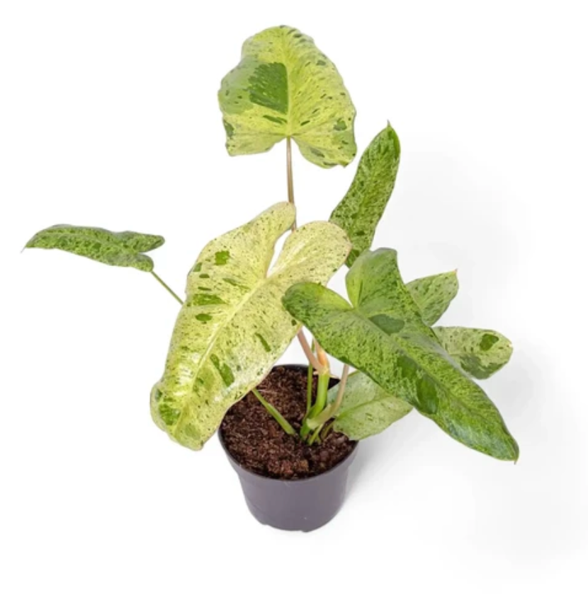 Philodendron &