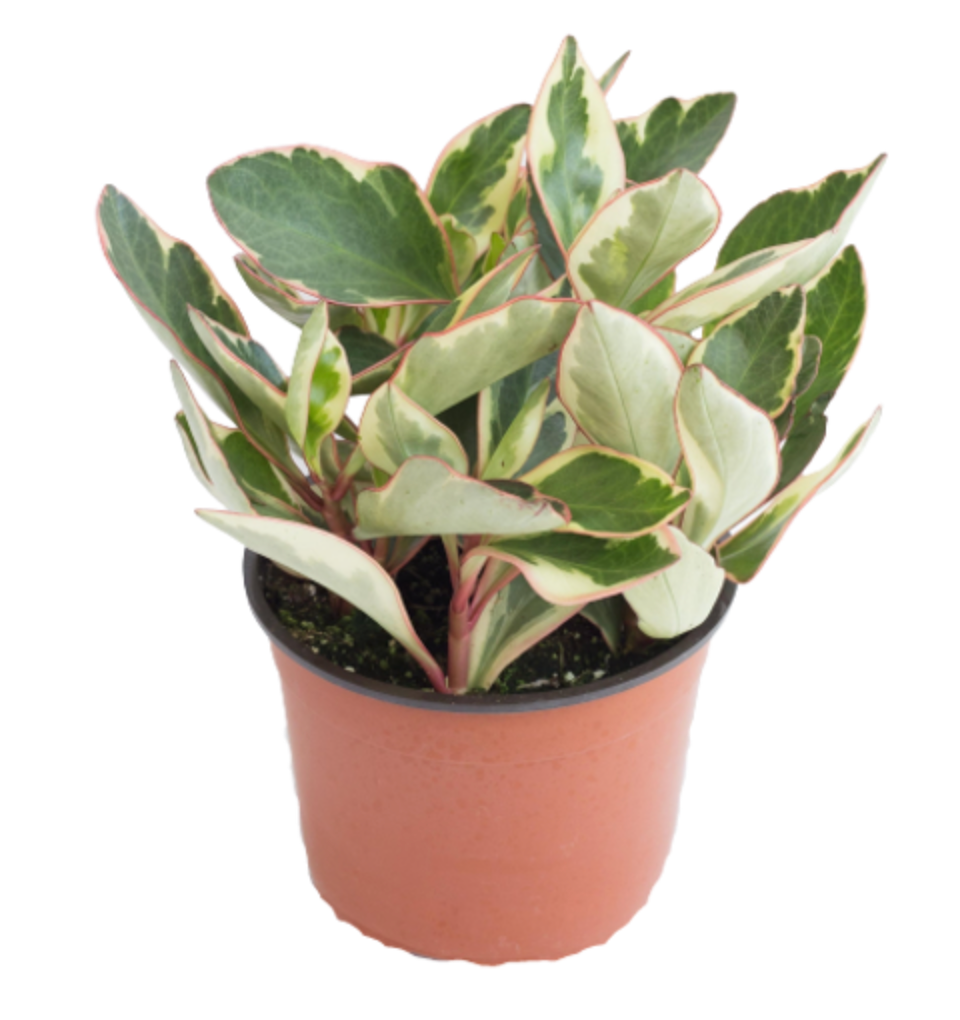 Peperomia clusiifolia &