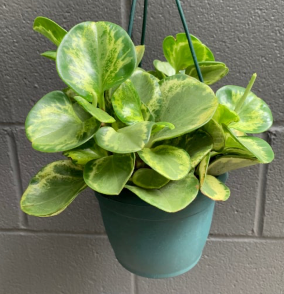 Peperomia Obtusifolia &