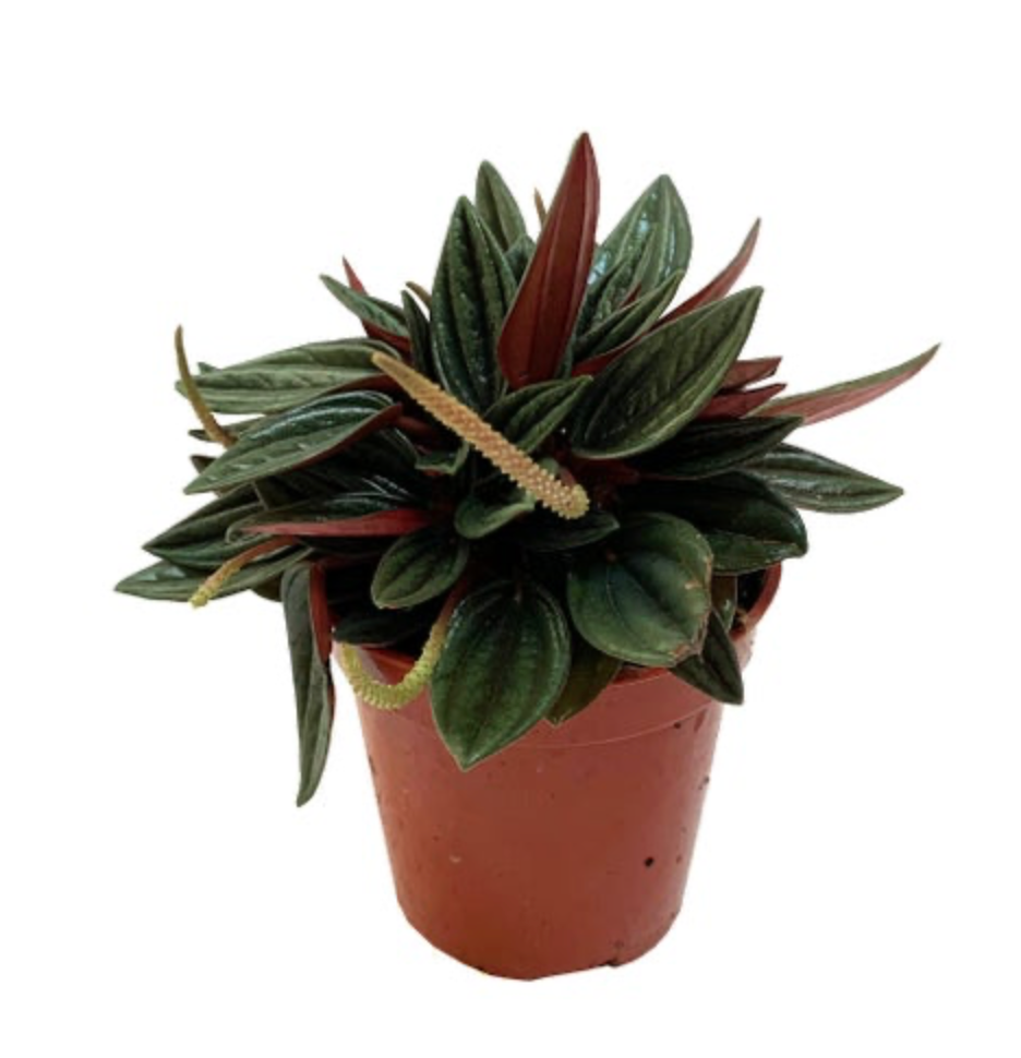 Peperomia caperata &