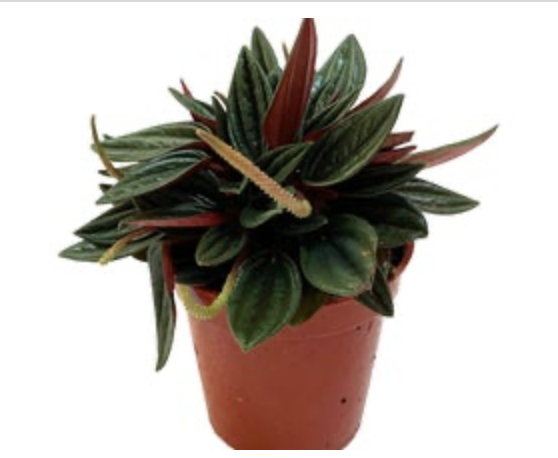 Peperomia caperata &