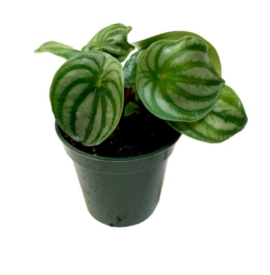 Peperomia argyreia | Watermelon Peperomia