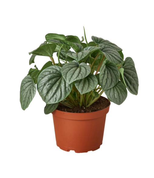 Peperomia caperata &