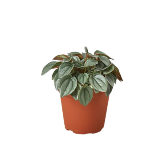 Peperomia caperata &