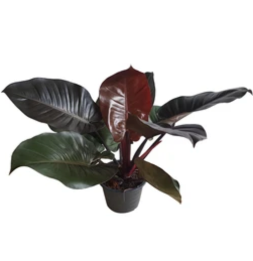 Philodendron &