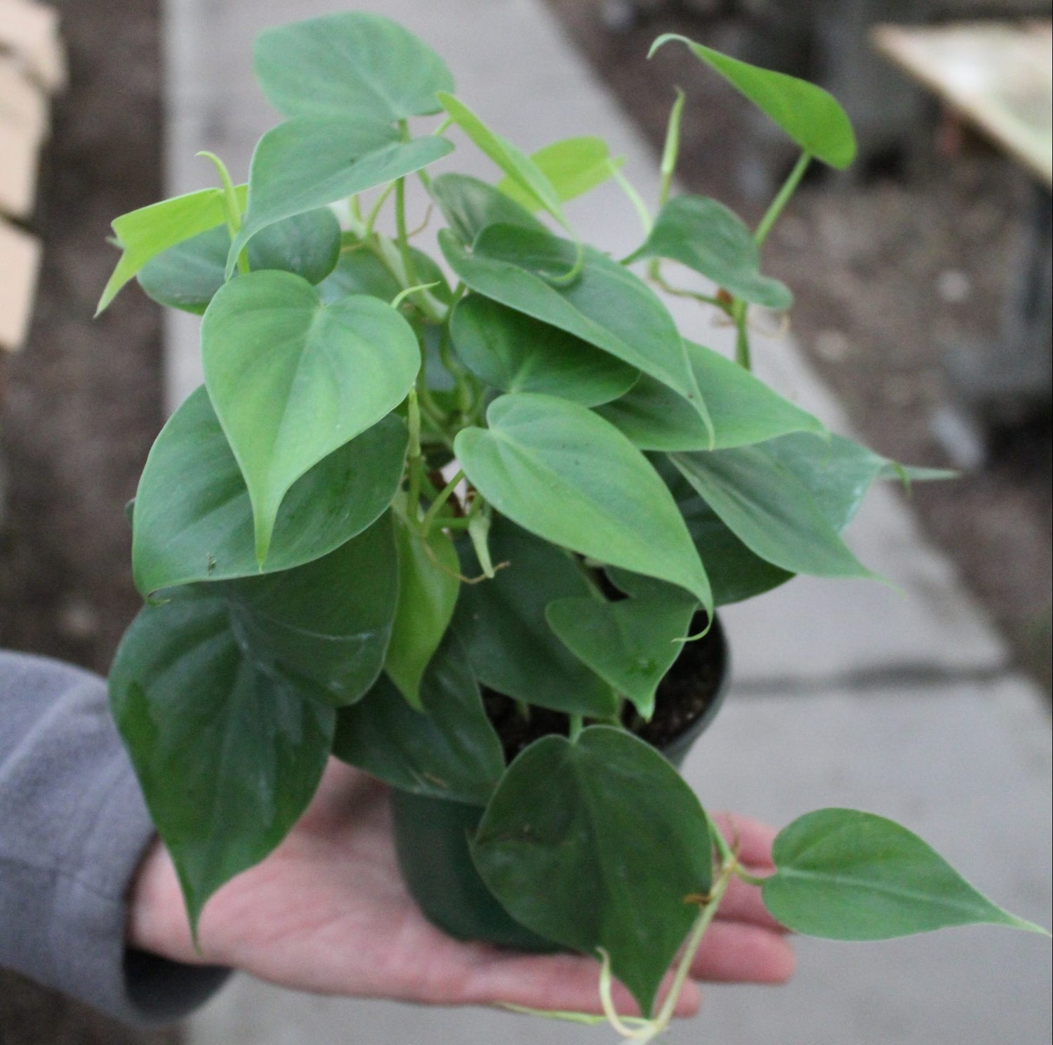 Intro to Plant Parenthood