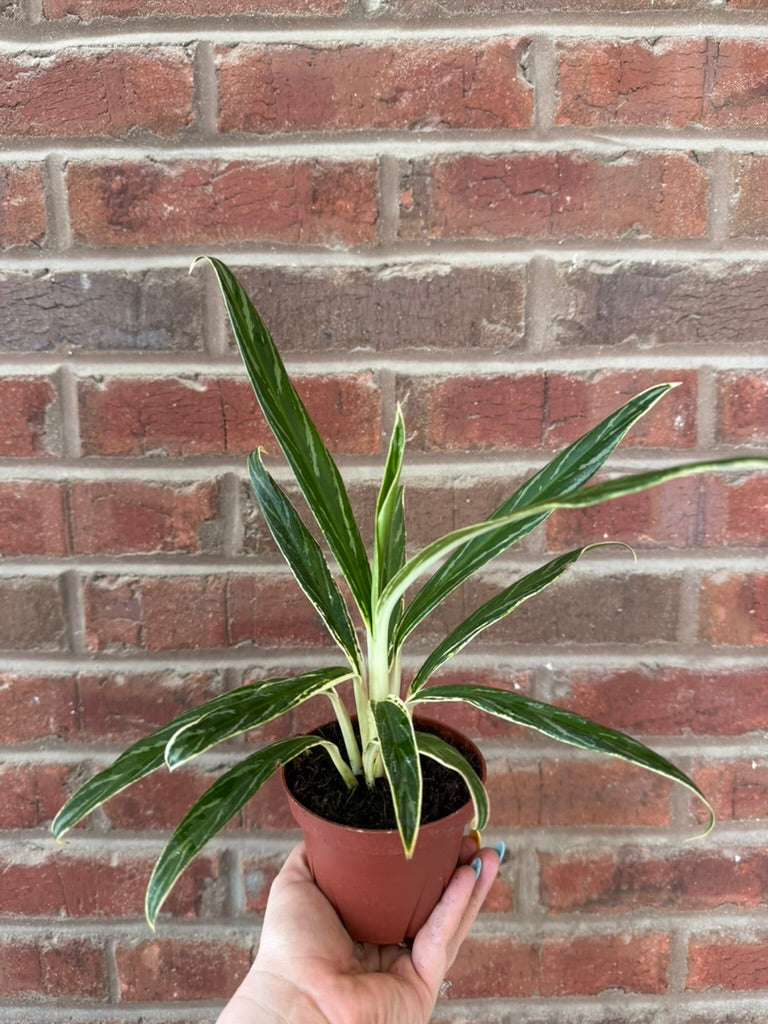 Aglaonema &