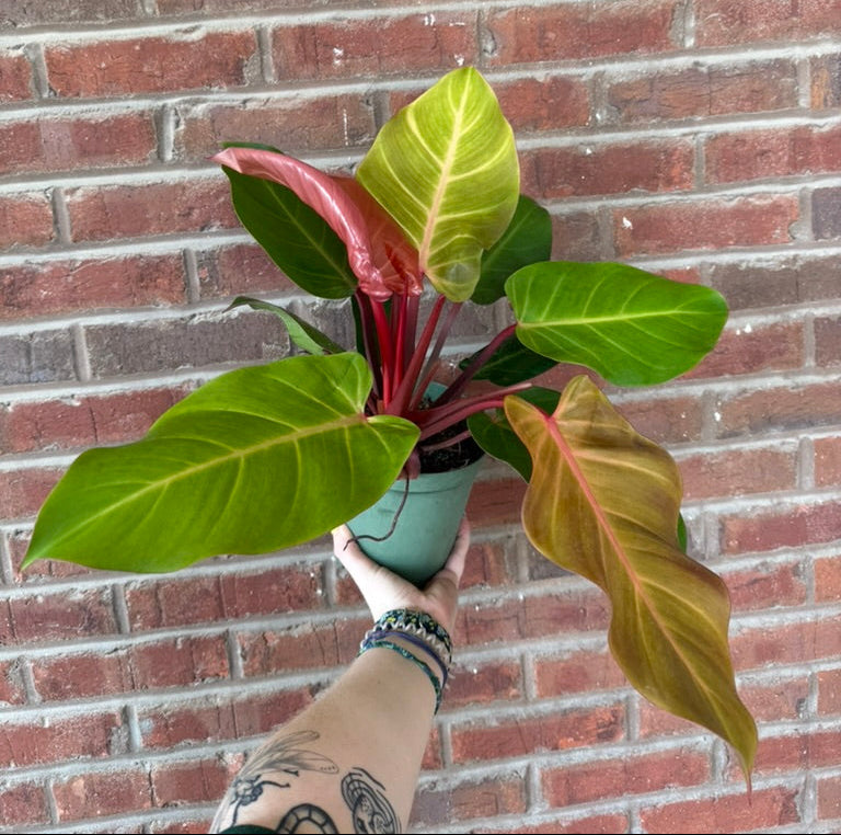 Philodendron &