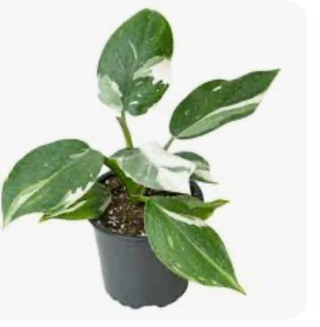 Philodendron &