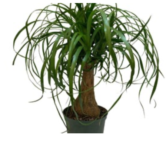 Beaucarnea Recurvata | Ponytail Palm Stump