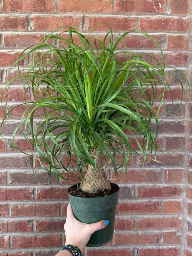 Beaucarnea Recurvata | Ponytail Palm Stump