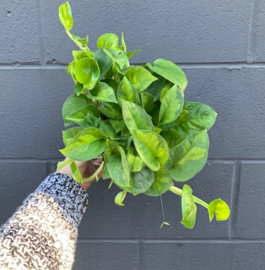 Epipremnum aureum &