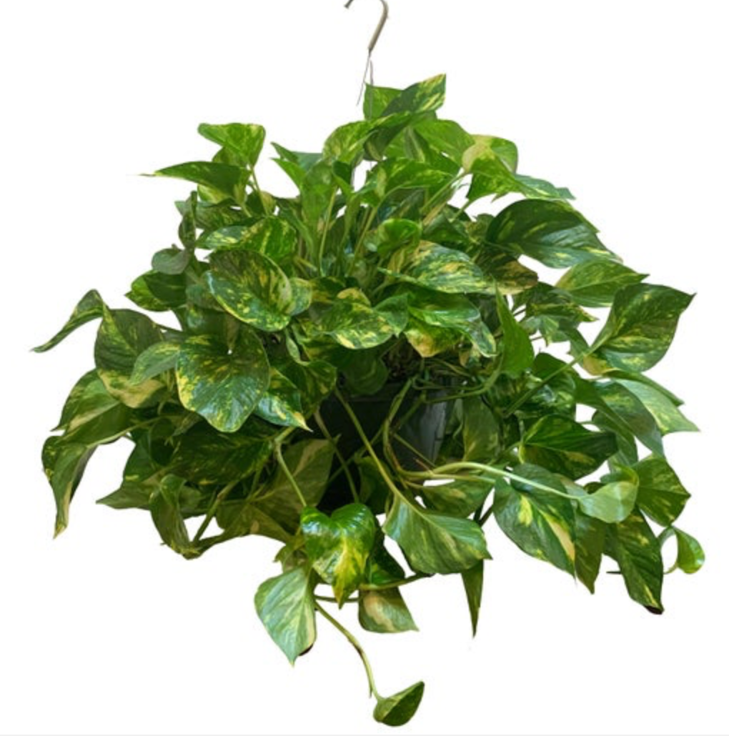 Epipremnum aureum &