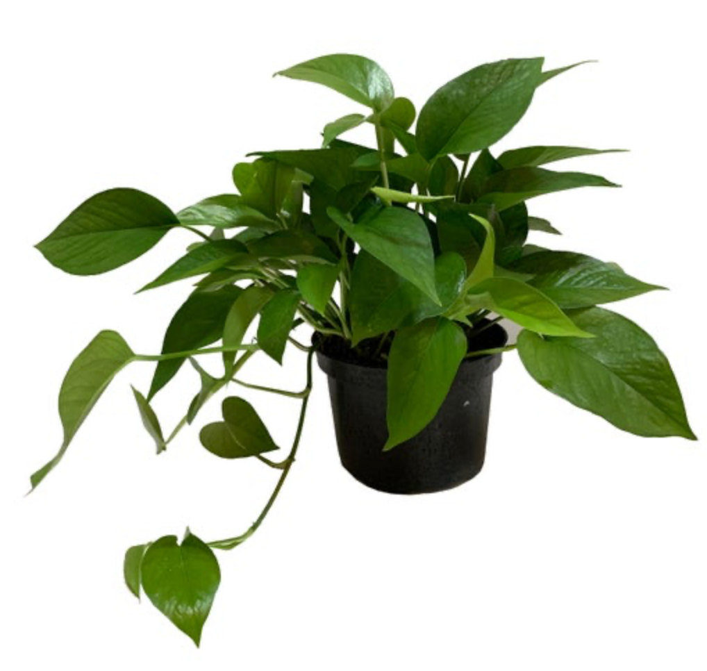 Epipremnum aureum &
