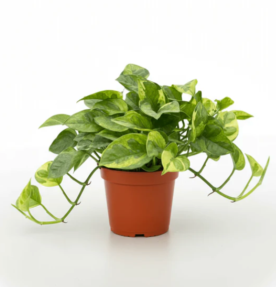 Epipremnum aureum &
