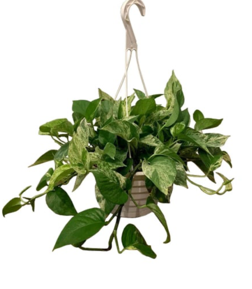 Epipremnum aureum &